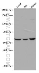 RAG2 Antibody in Western Blot (WB)