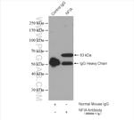 NFIA Antibody in Immunoprecipitation (IP)