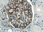 PTPRO Antibody in Immunohistochemistry (Paraffin) (IHC (P))