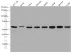 NUP50 Antibody in Western Blot (WB)