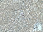 fetuin-B Antibody in Immunohistochemistry (Paraffin) (IHC (P))