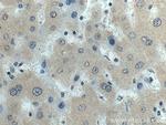 fetuin-B Antibody in Immunohistochemistry (Paraffin) (IHC (P))