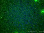 fetuin-B Antibody in Immunohistochemistry (PFA fixed) (IHC (PFA))