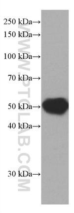 fetuin-B Antibody in Western Blot (WB)