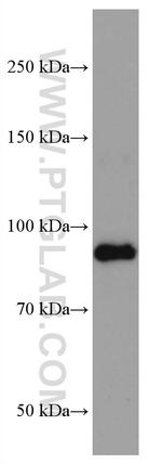 TGM1 Antibody in Western Blot (WB)