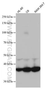 GNAI2 Antibody in Western Blot (WB)