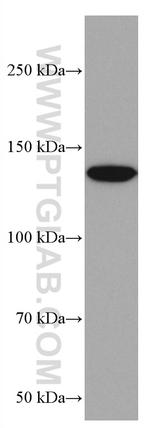 PLCG2 Antibody in Western Blot (WB)