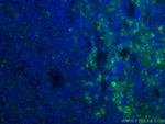 ICAM4 Antibody in Immunohistochemistry (Paraffin) (IHC (P))