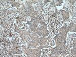 COMMD1 Antibody in Immunohistochemistry (Paraffin) (IHC (P))