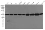 COMMD1 Antibody in Western Blot (WB)