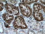 LGMN Antibody in Immunohistochemistry (Paraffin) (IHC (P))