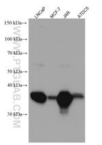 LGMN Antibody in Western Blot (WB)