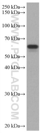 TAB1 Antibody in Western Blot (WB)