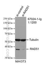 RAD51 Antibody in Western Blot (WB)