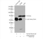 DDX5 Antibody in Immunoprecipitation (IP)