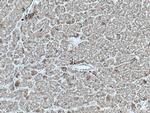 GLUD1 Antibody in Immunohistochemistry (Paraffin) (IHC (P))