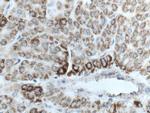 GLUD1 Antibody in Immunohistochemistry (Paraffin) (IHC (P))