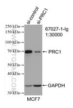 PRC1 Antibody in Western Blot (WB)