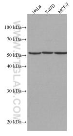 CYP1B1 Antibody in Western Blot (WB)