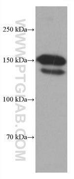 Integrin Alpha 4 Antibody in Western Blot (WB)