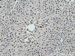 DNASE1L3 Antibody in Immunohistochemistry (Paraffin) (IHC (P))