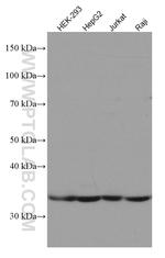 DNASE1L3 Antibody in Western Blot (WB)