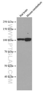 EPAC2 Antibody in Western Blot (WB)