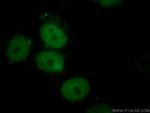 MCM5 Antibody in Immunocytochemistry (ICC/IF)