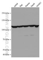 IL-4R Antibody in Western Blot (WB)