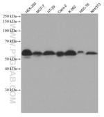 SMAD5 Antibody in Western Blot (WB)