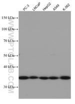 REDD1 Antibody in Western Blot (WB)