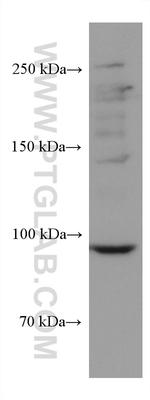 CNTROB Antibody in Western Blot (WB)