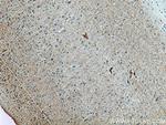 EAAT2 Antibody in Immunohistochemistry (Paraffin) (IHC (P))