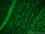 CNTN2 Antibody in Immunohistochemistry (Paraffin) (IHC (P))