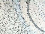 CNTN2 Antibody in Immunohistochemistry (Paraffin) (IHC (P))