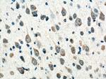 CNTN2 Antibody in Immunohistochemistry (Paraffin) (IHC (P))