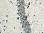 CNTN2 Antibody in Immunohistochemistry (Paraffin) (IHC (P))