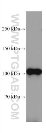 CNTN2 Antibody in Western Blot (WB)