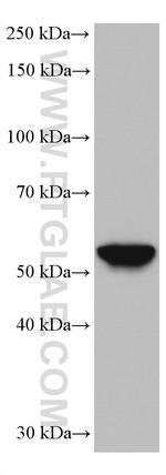 HORMAD1 Antibody in Western Blot (WB)