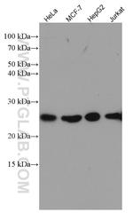 RALA Antibody in Western Blot (WB)