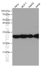 RALB Antibody in Western Blot (WB)