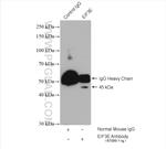 EIF3E Antibody in Immunoprecipitation (IP)