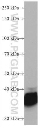 ELAVL2 Antibody in Western Blot (WB)