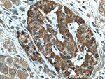 NEU3 Antibody in Immunohistochemistry (Paraffin) (IHC (P))