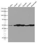 PICK1 Antibody in Western Blot (WB)