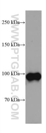 DLG3 Antibody in Western Blot (WB)