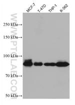 DVL2 Antibody in Western Blot (WB)