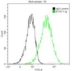 Calpastatin Antibody in Flow Cytometry (Flow)