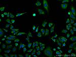 Calpastatin Antibody in Immunocytochemistry (ICC/IF)