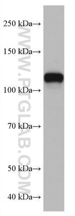 Calpastatin Antibody in Western Blot (WB)